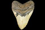 Fossil Megalodon Tooth - North Carolina #109783-1